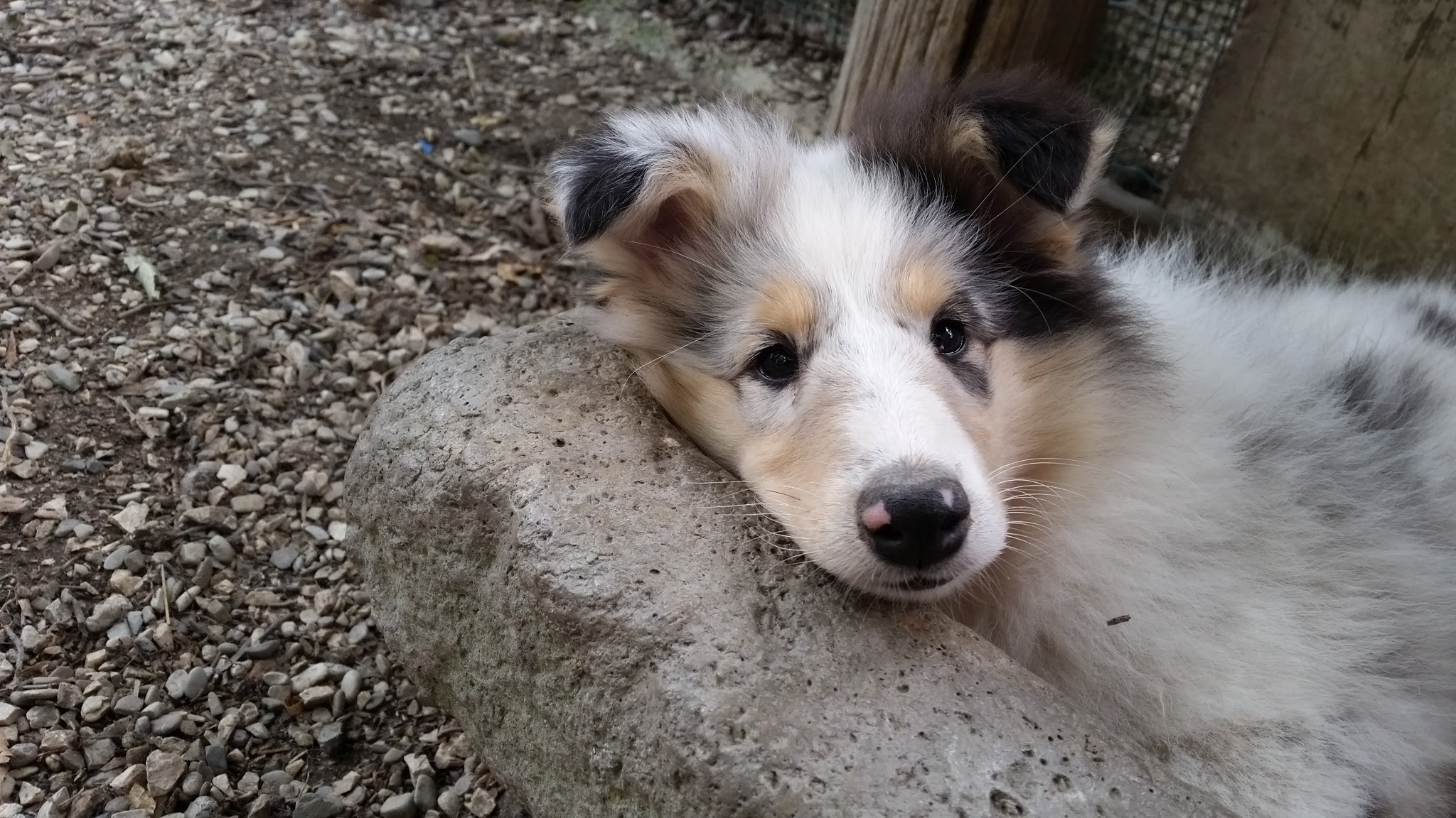misty della casa dei collies